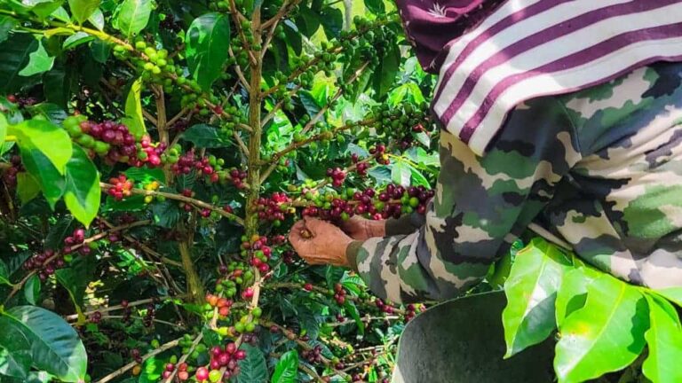 Foto de una chapolera recogiendo las frutas del café de los árboles en la Finca El Jardín en Gómez Plata, Antioquia, mostrando la pasión y el arte de la recolección del café en la experiencia cafetera.