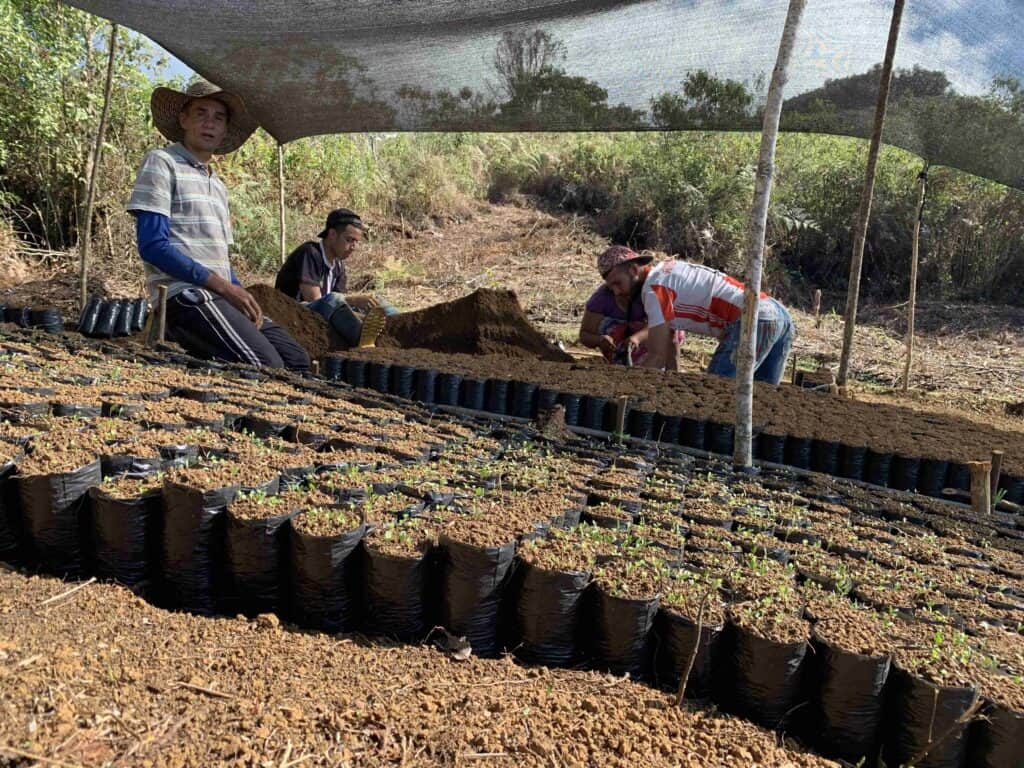 Caficultores de la Finca La Divisa trabajando juntos para sembrar plántulas de café, cultivando tradición y calidad