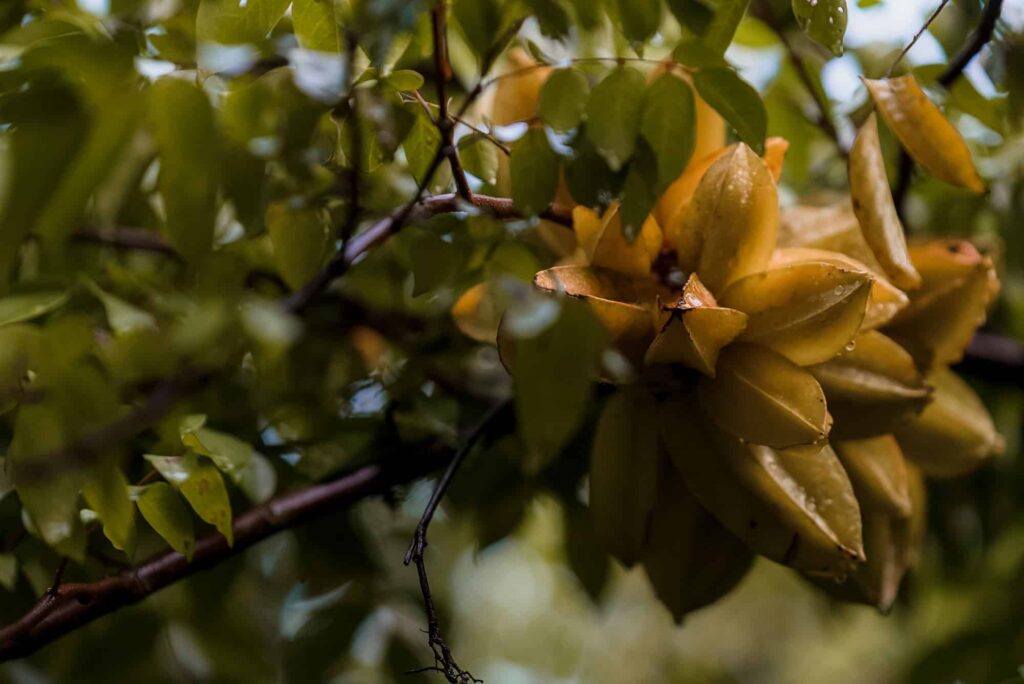 Foto de una fruta de carambola creciendo en un árbol de la Finca Cafetera Hatillo Coffee en Barbosa, Antioquia, resaltando la belleza tropical y la conexión con la naturaleza en la experiencia cafetera.