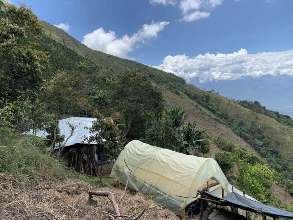 Marquesina para secado de cafés especiales en la Finca La Divisa, garantizando calidad y sabor excepcionales