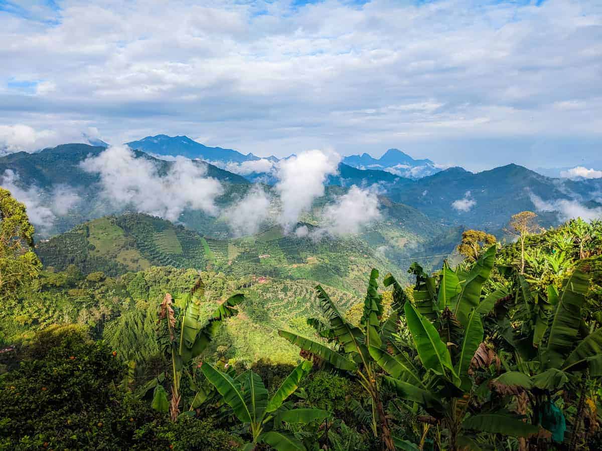 aisaje de cultivos de café en Colombia entre montañas y nubes, donde la magia y la belleza natural se encuentran