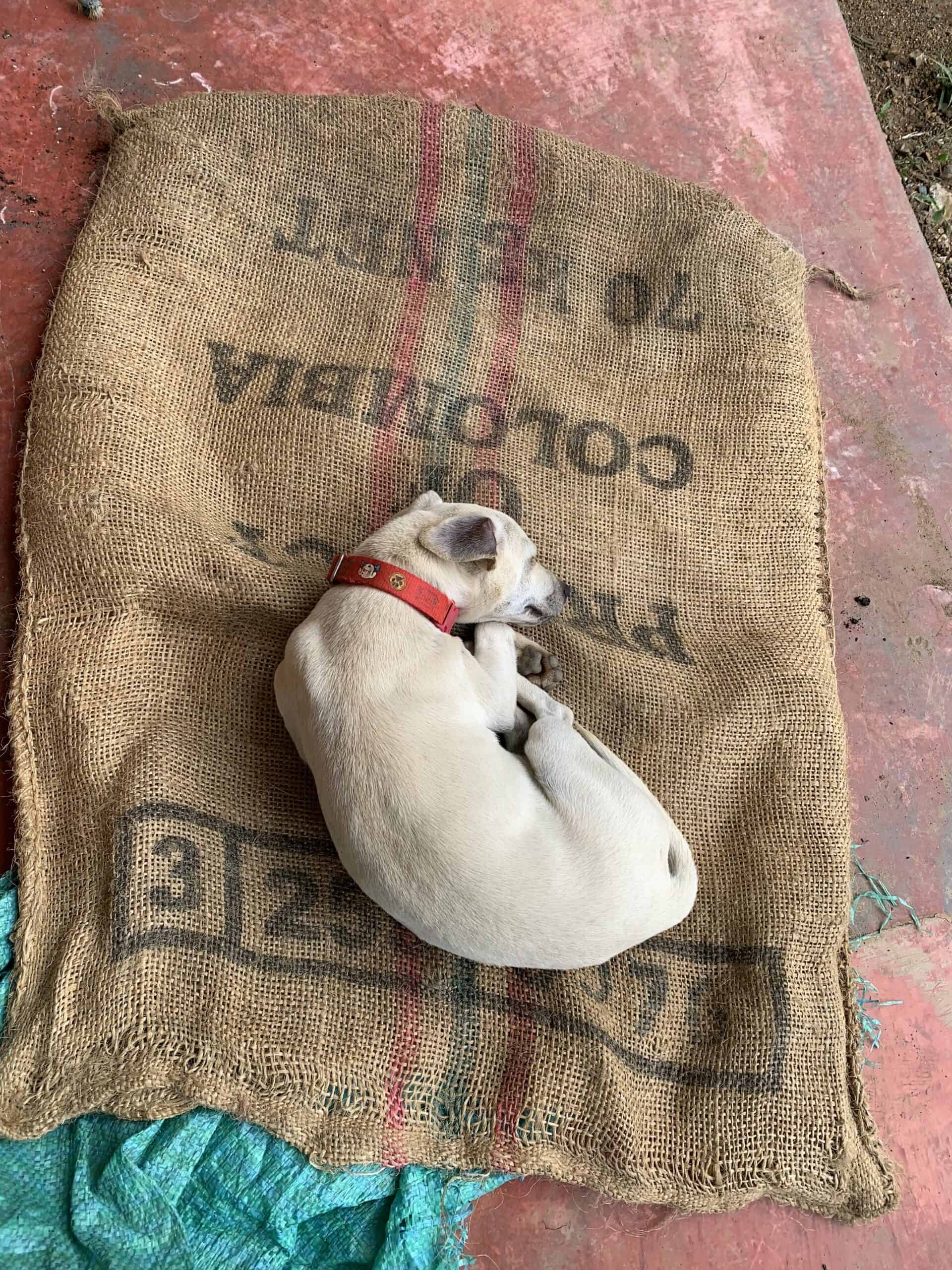 El fiel compañero de la Finca La Divisa descansando en un costal de café