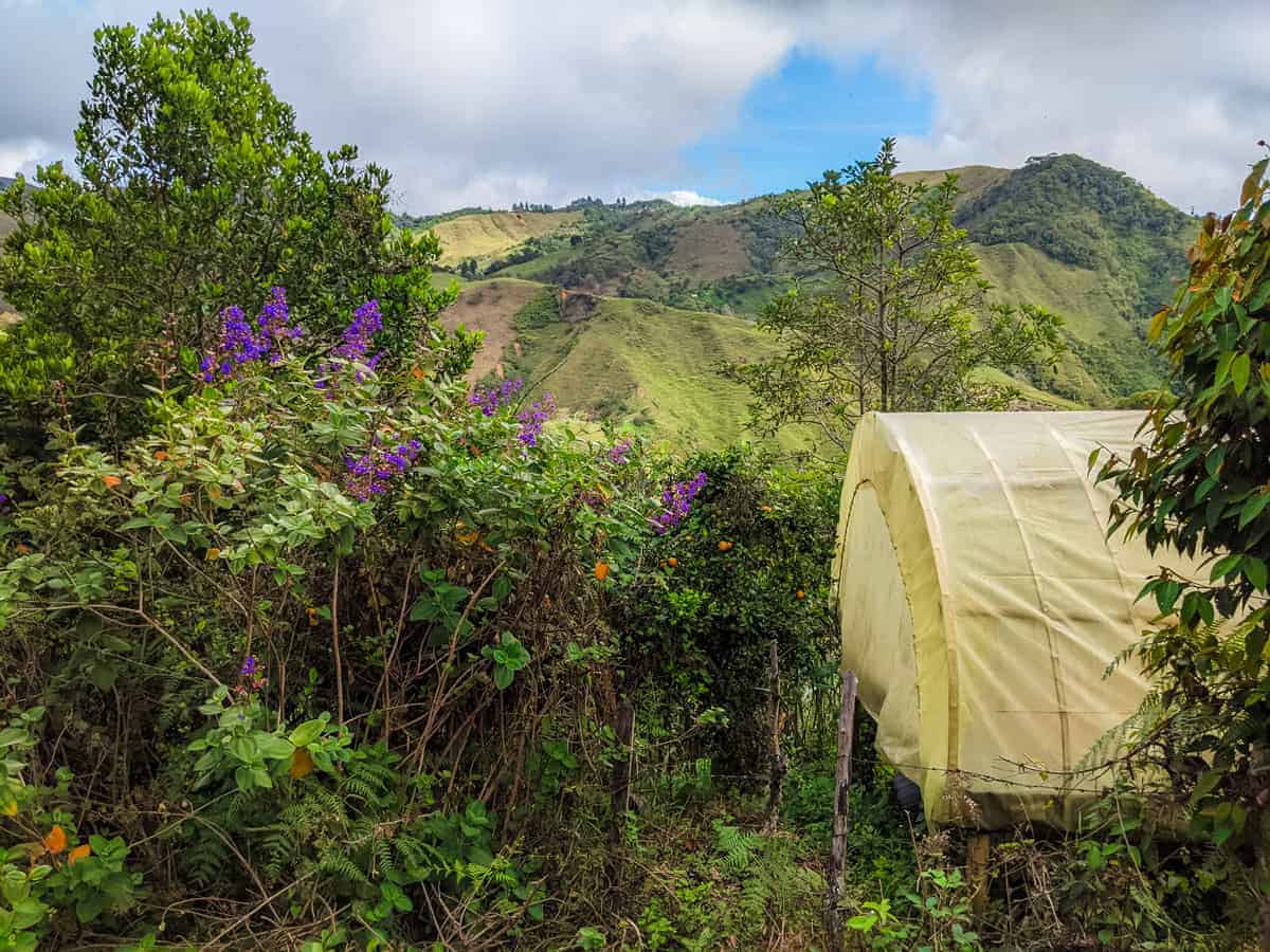 Hatillo-Coffee-El-Jardin-farm-specialty-coffee-drying-bed.jpg