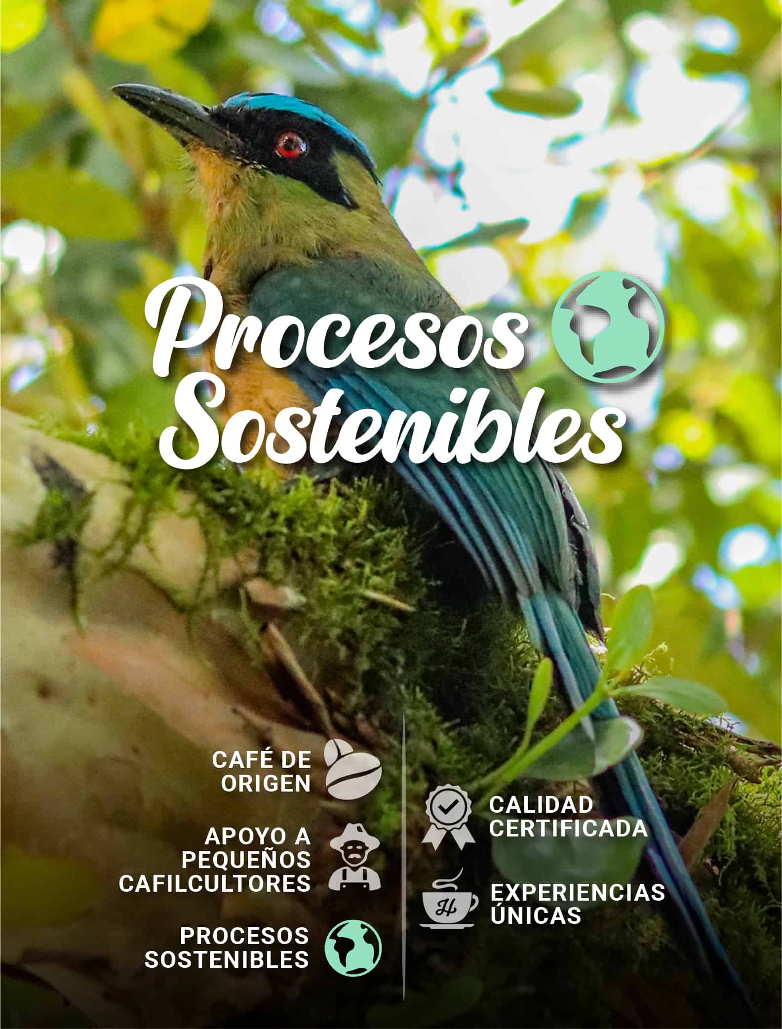 HATILLO_COFFEE_PROCESOS_SOSTENIBLES